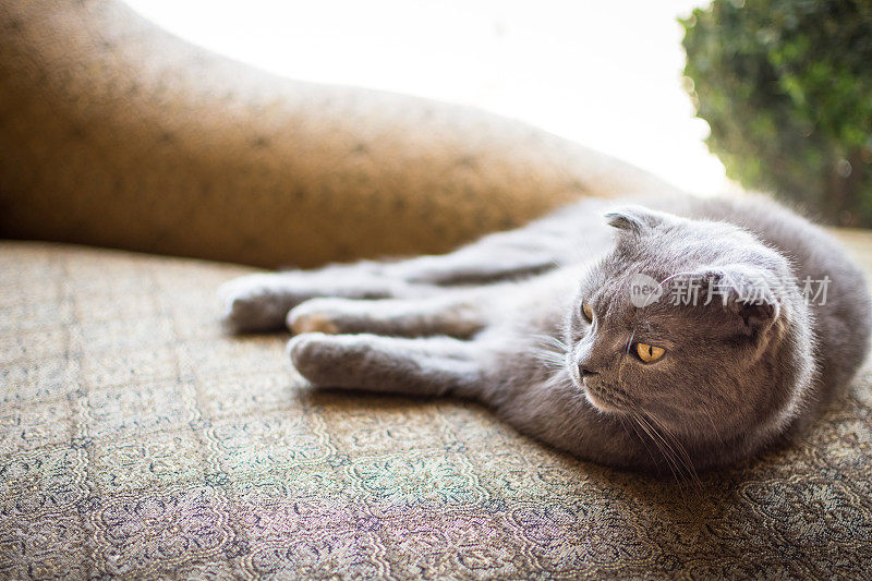 美丽的灰色苏格兰折猫在室内休息