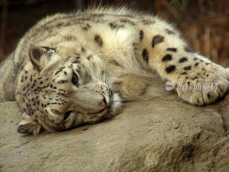 雪豹放松