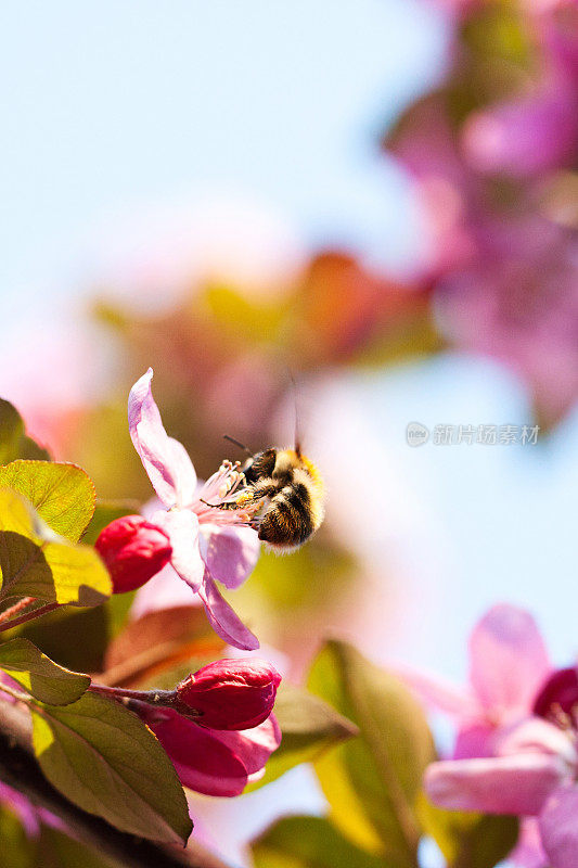 春天的花朵和蜜蜂