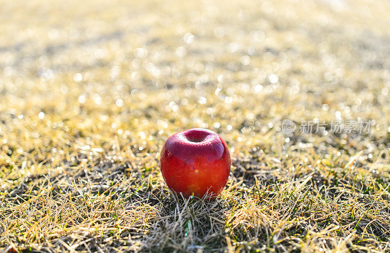 红苹果与草背景散景