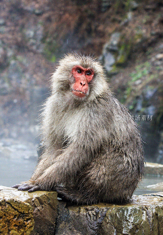 日本山内的日本猕猴
