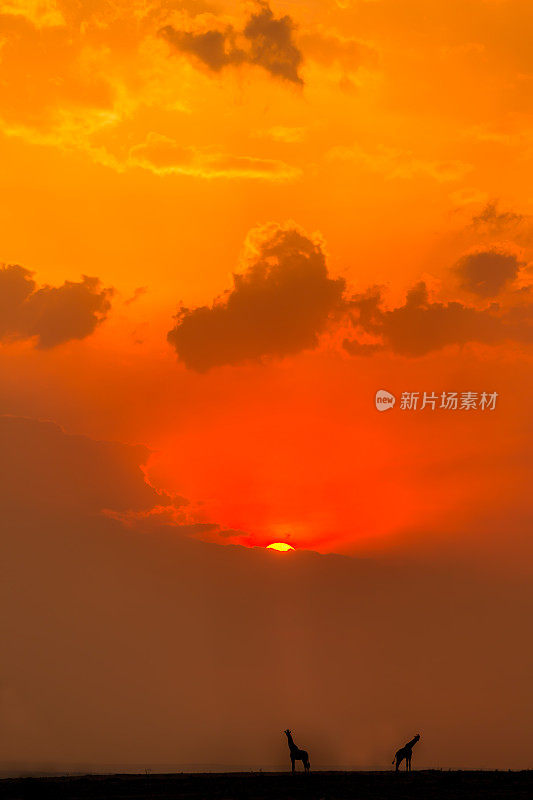 草原上日落时的长颈鹿