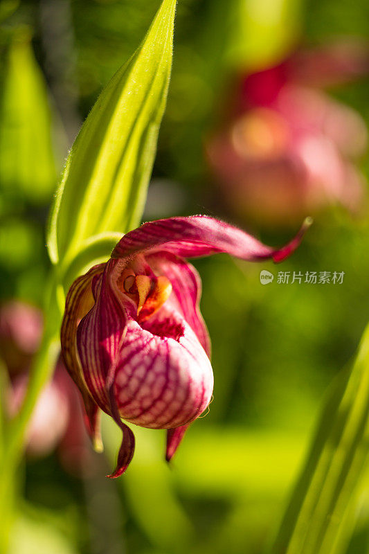 五颜六色的花，洛桑的花园和房子