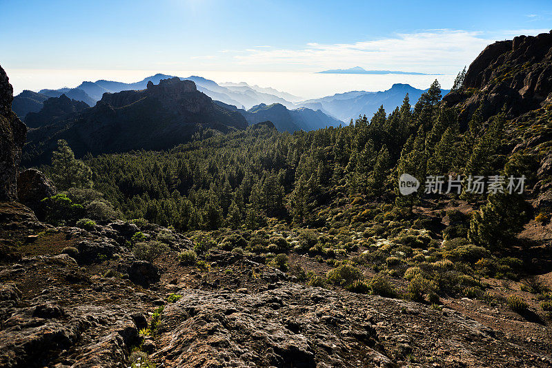 大金丝雀景观