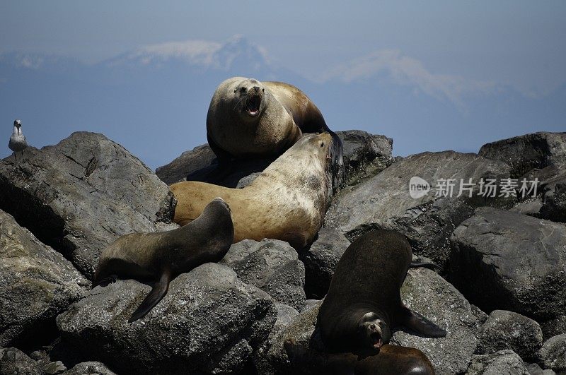 西海岸虎头海狮