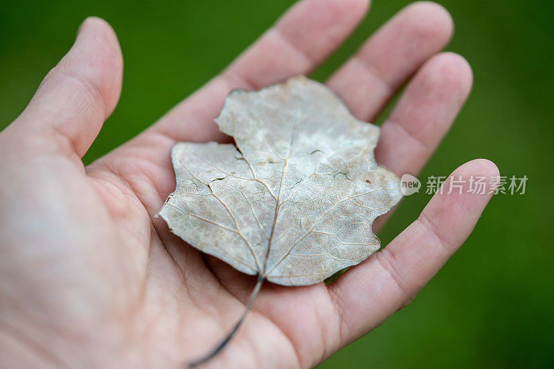 手中握着干叶