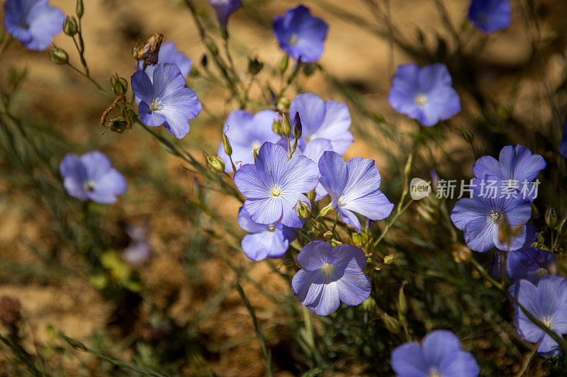 紫蓝色的花在野外