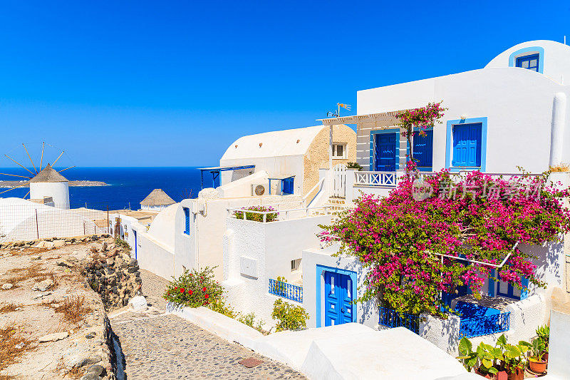希腊圣托里尼岛的伊亚村，典型的用红色花朵装饰的白色和蓝色希腊房子