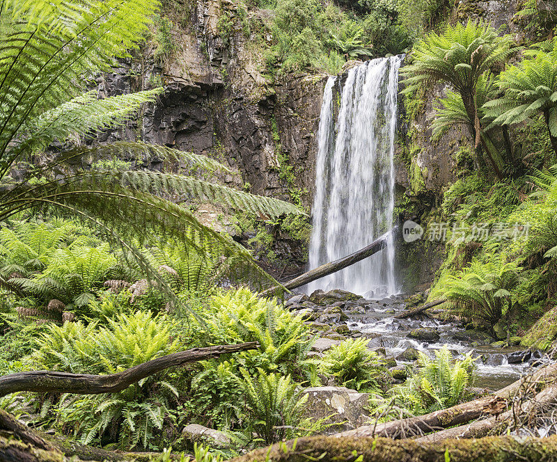 霍普顿瀑布，大洋路，山毛榉森林，澳大利亚维多利亚州