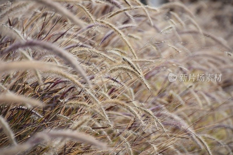 类似小麦的植物