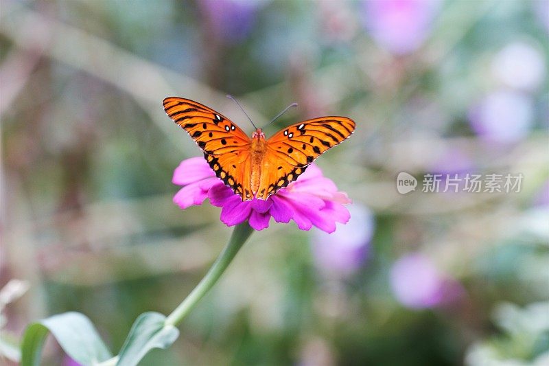 特写蝴蝶在粉红色百日菊与许多copyspace散焦背景