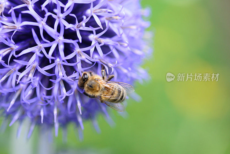 蜜蜂特写