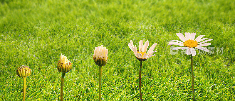 雏菊的生长和开花阶段，绿草的背景，生命和观念的转变