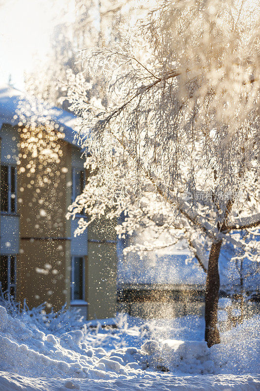 人行道上的白桦树上覆盖着霜雪。