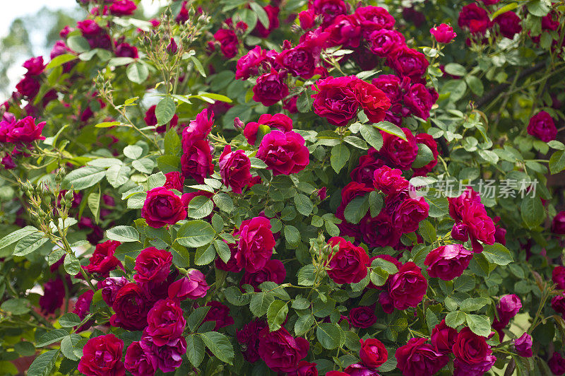 篱笆和花园里的红玫瑰