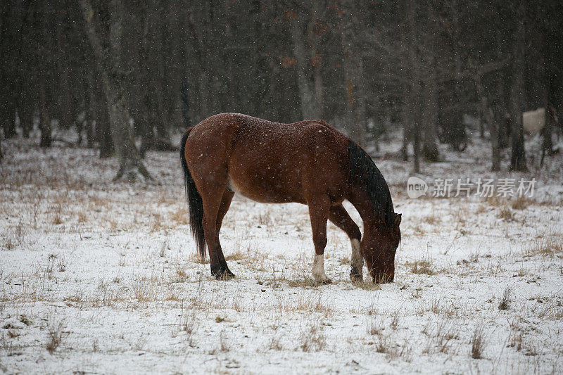 背上驮着雪的夸特马(夸特马)正在威斯康星白雪覆盖的牧场上吃草