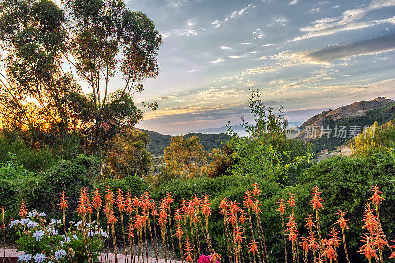 有鲜花、树木和日落天空的加州风景