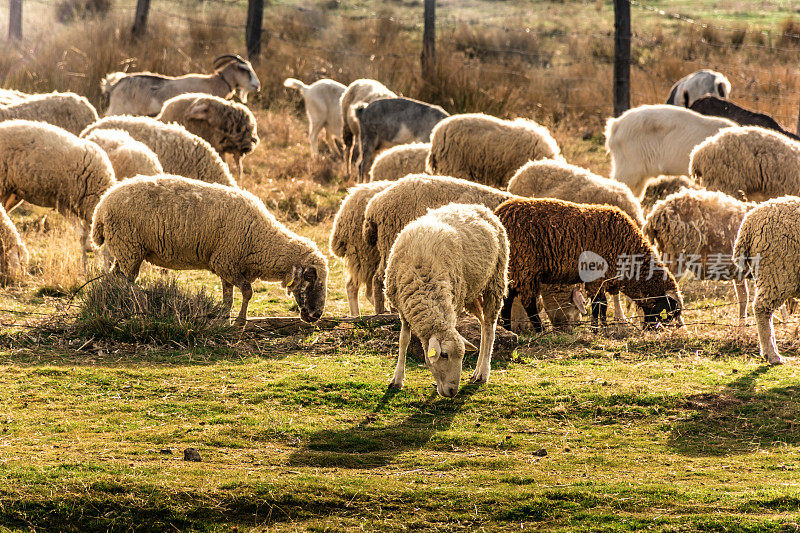 西班牙的羊群