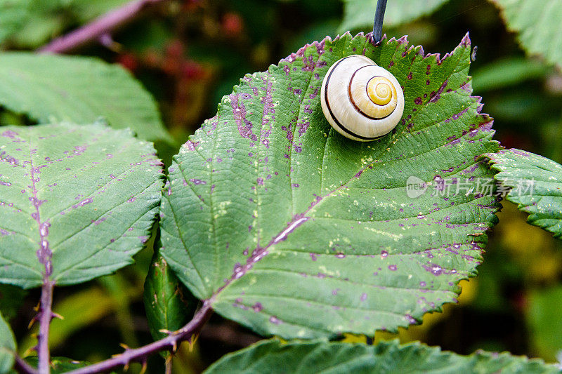 带着珍珠白色螺旋壳的花园蜗牛在荆棘的叶子上等待雨水