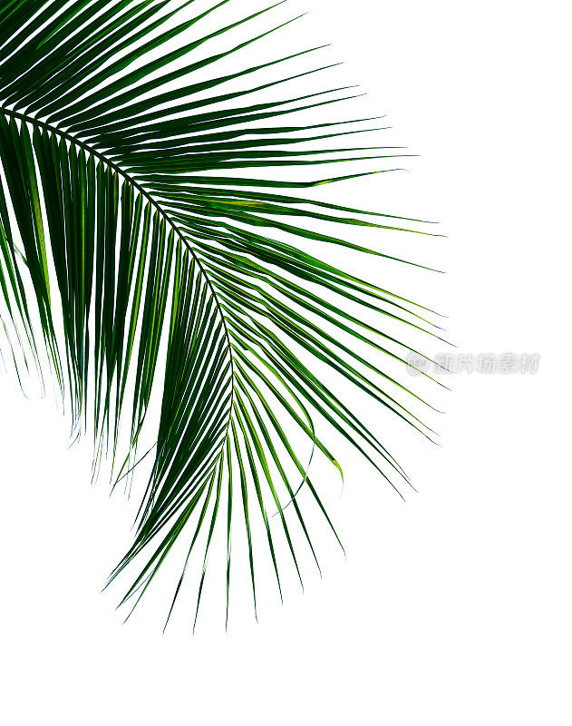 热带椰子叶孤立白色为设计元素