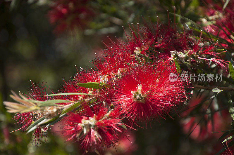 红色的澳大利亚本土瓶刷花
