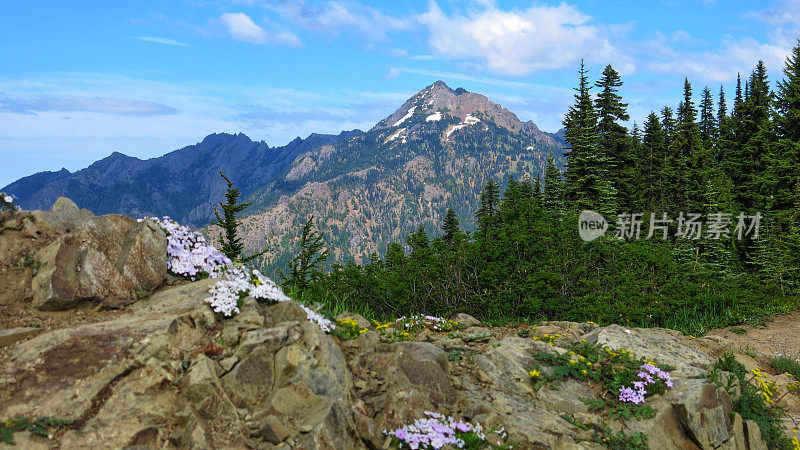 洛杉矶山，飓风山小径，野花，奥林匹克国家公园，华盛顿