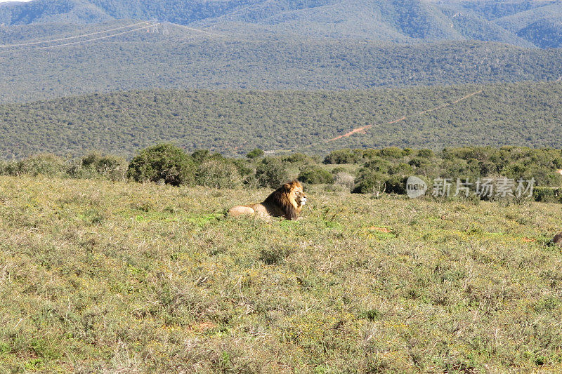 一只巨大的雄狮在阿多大象公园休息