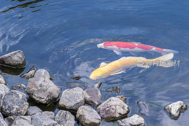 日本国家公园里的红黄锦鲤。日本姬路城