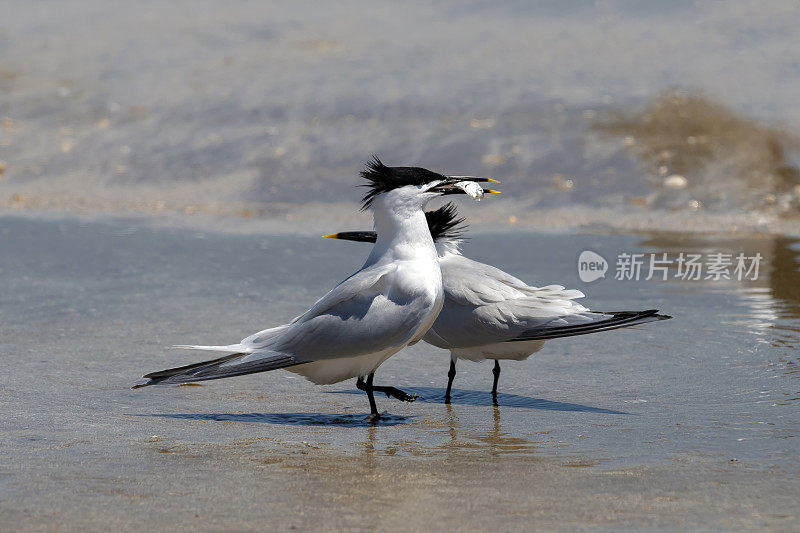 三明治燕鸥与鱼的交配仪式