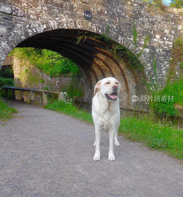 英国运河上的拉布拉多寻回犬