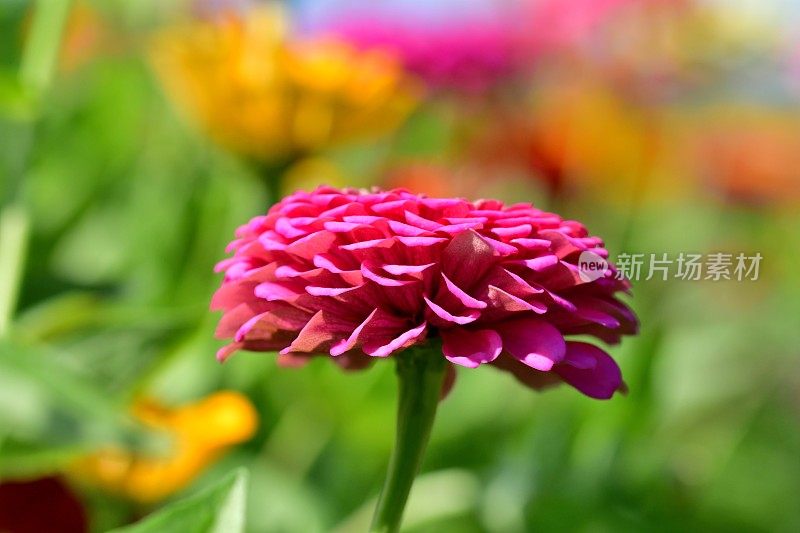 Zinnia花