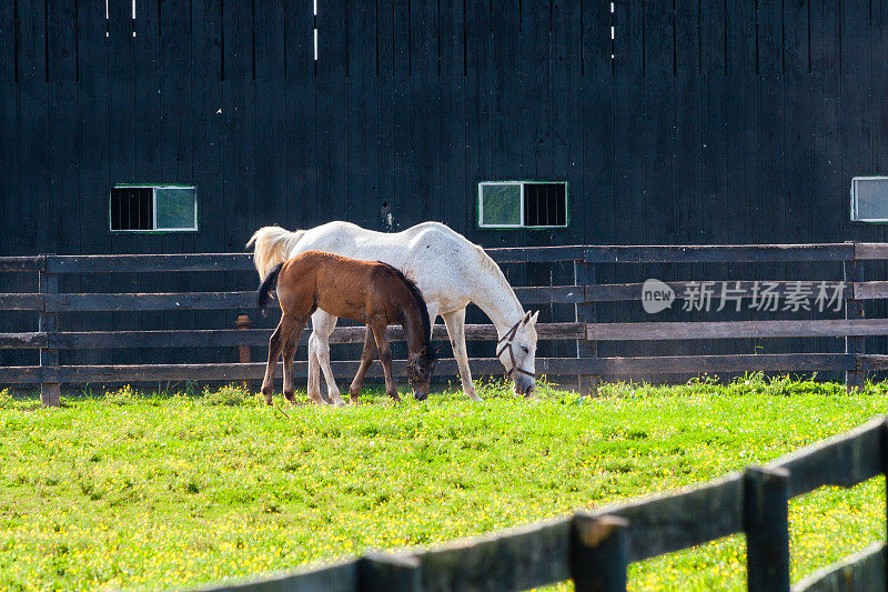 母马和她的小马驹在马场的牧场上。有选择性的重点