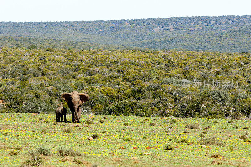 大象妈妈和小象从灌木丛中走出来
