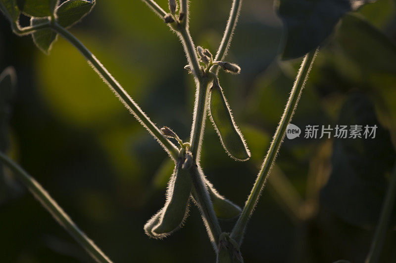 豆荚在户外的田间，用背光照射