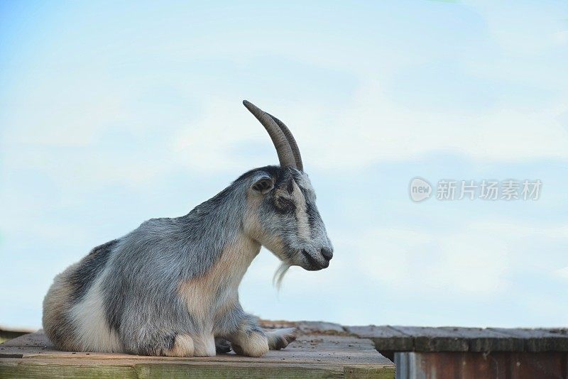 平静的公山羊