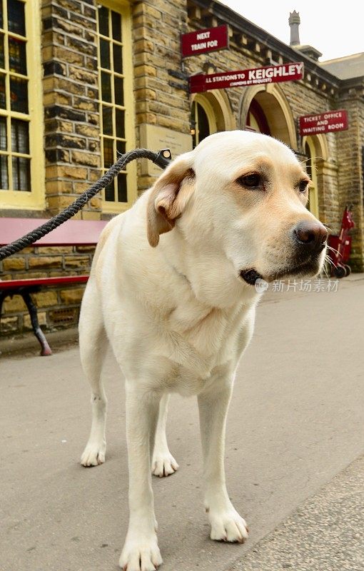 拉布拉多寻回犬