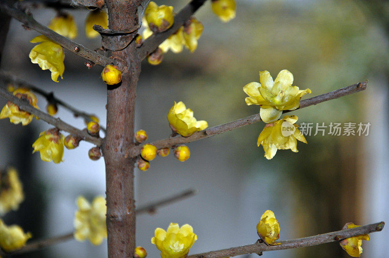 腊梅花