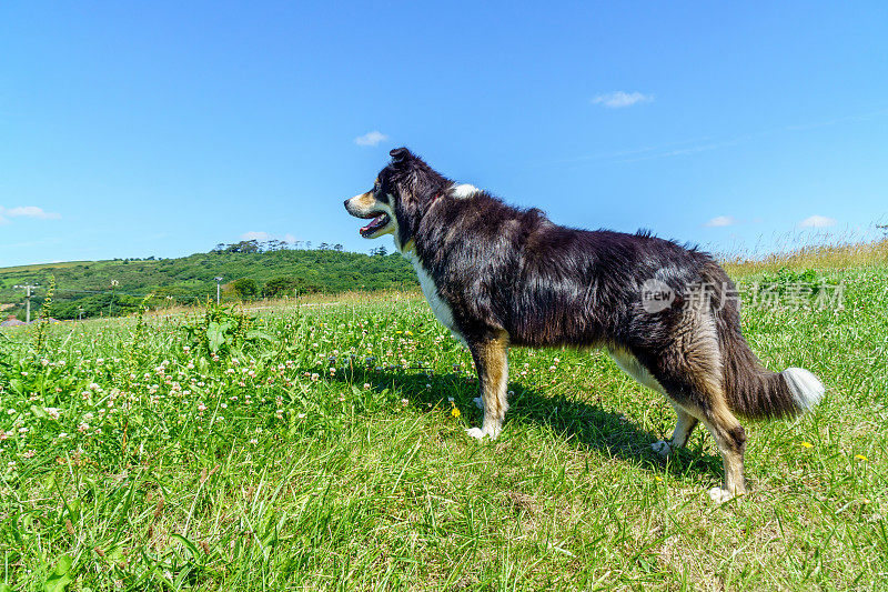 边境牧羊犬站在乡下