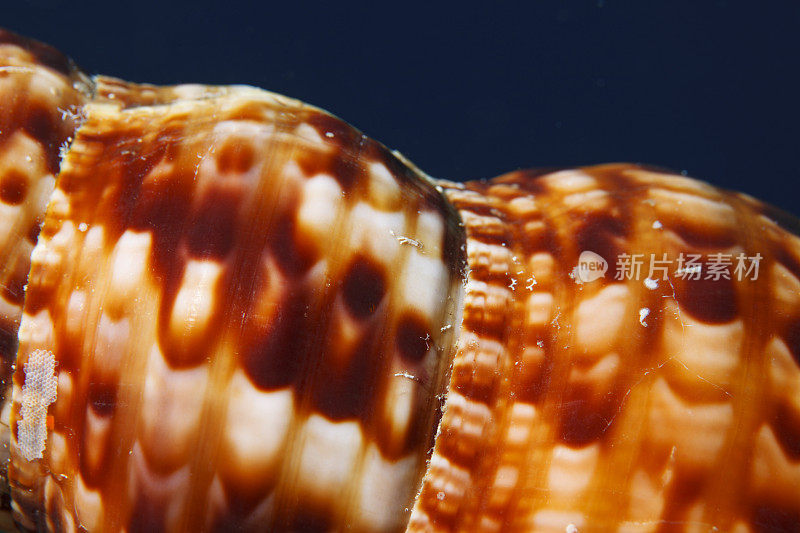 海神贝壳海洋生物水下呼吸器潜水员视角地中海