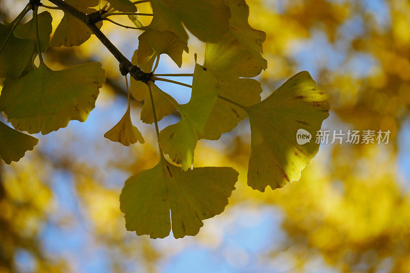 Gingko树叶