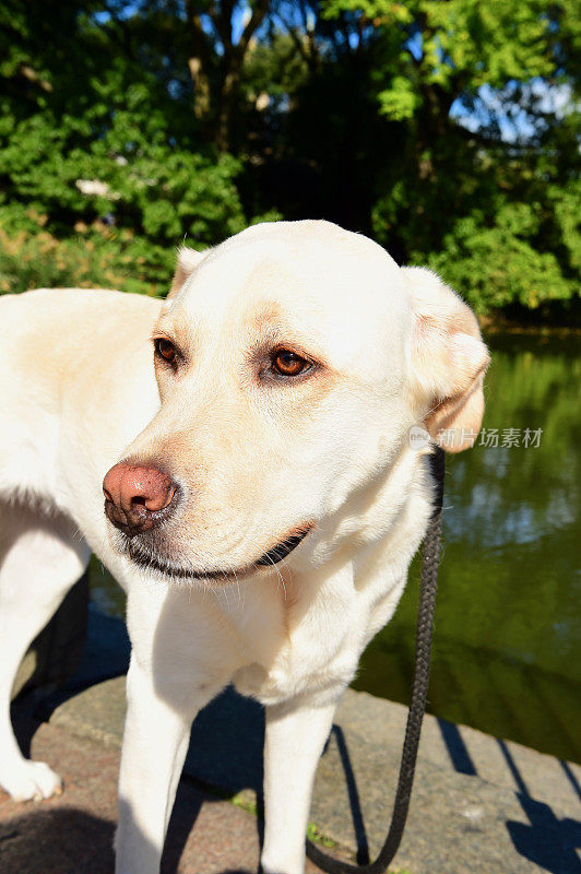 曼哈顿的拉布拉多寻回犬