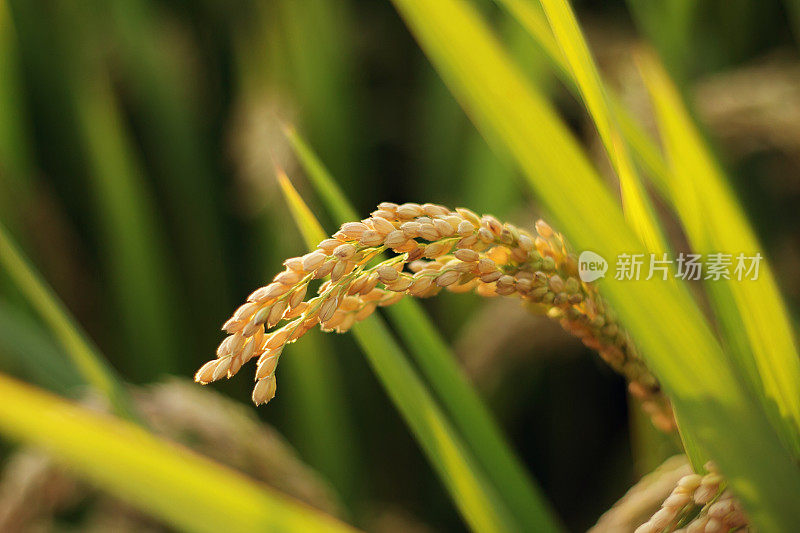 小麦,陆军