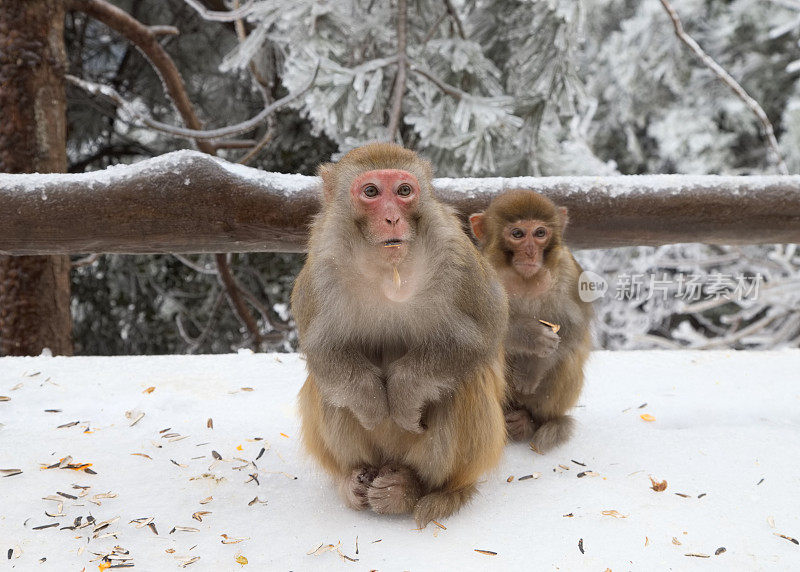 两只猴子坐在雪地上