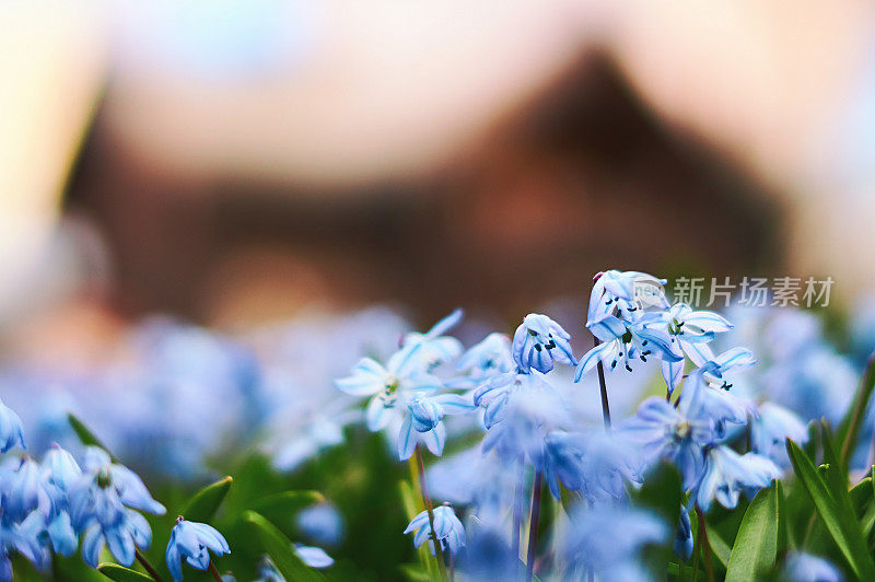 斯堪的纳维亚的春天与美丽的蓝色西伯利亚锡拉花与散焦木房子的背景
