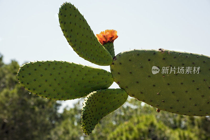 仙人掌花刺梨