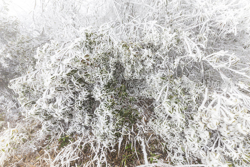 日落时，白雪覆盖了树木