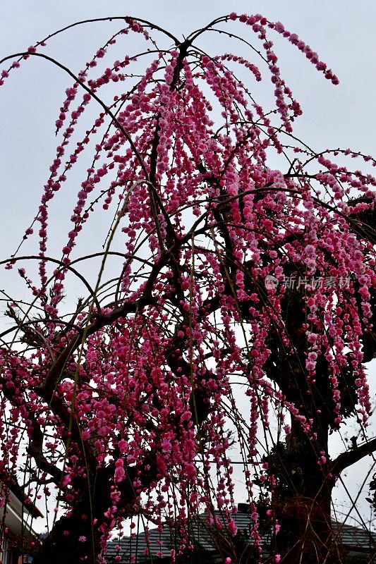 梅花:粉红色