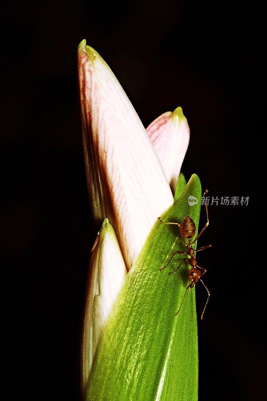 蚂蚁在花上(垂直，黑色背景)