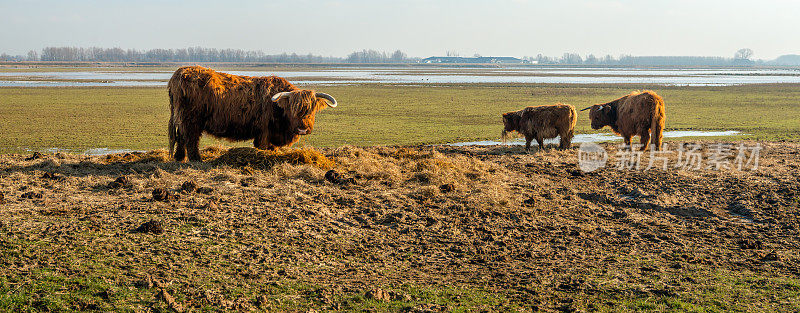 在荷兰自然保护区补充喂养高地奶牛