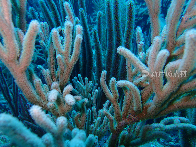 加勒比海珊瑚礁特写